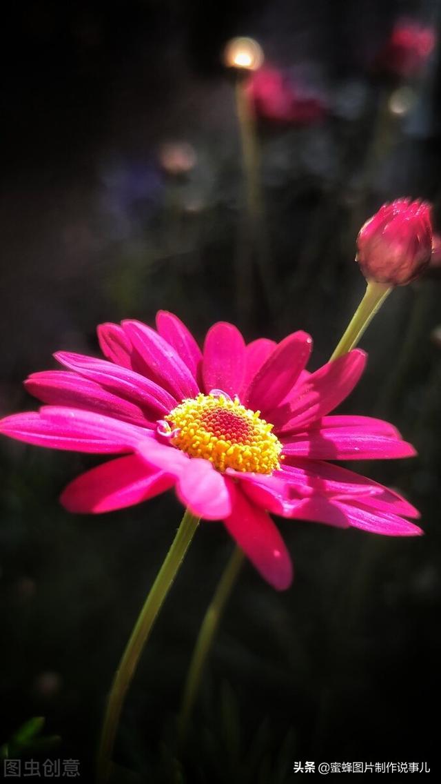 阳春三月，万花丛中娇美溢，千朵万朵压枝低