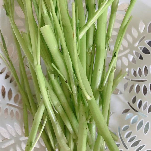 空心菜种植 空心菜种植（空心菜种植技术） 生活