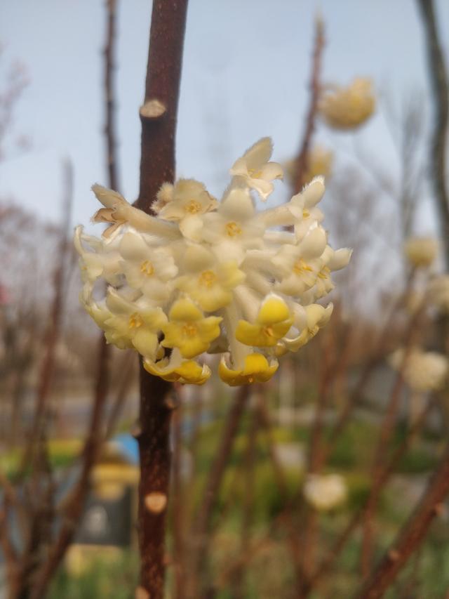 结香 结香（结香花的寓意和风水） 生活