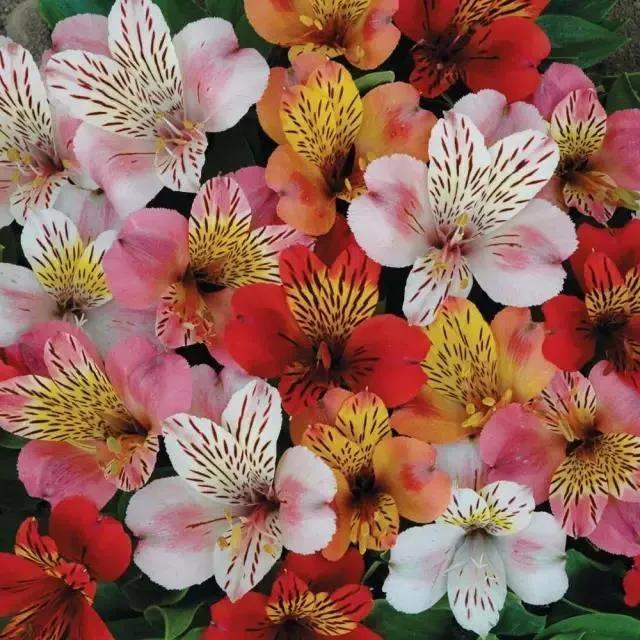 分享图片，阳光灿烂，百花盛开，鸟语花香，美轮美奂