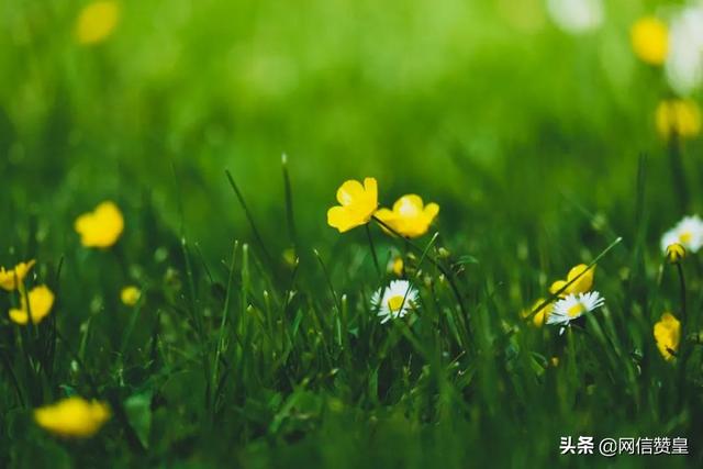 “春天送你一首诗”朗诵诗选之一