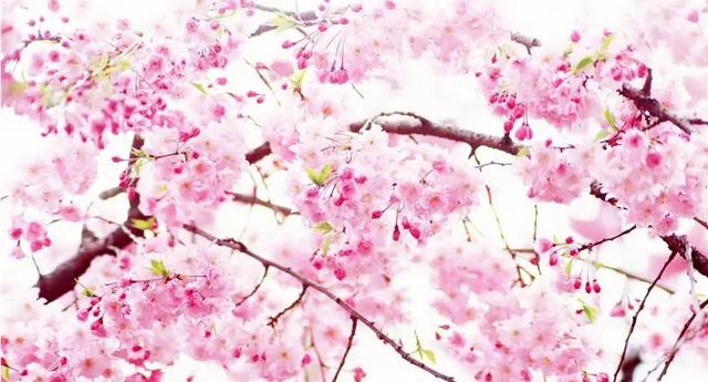 惊艳，十面桃花让你醉