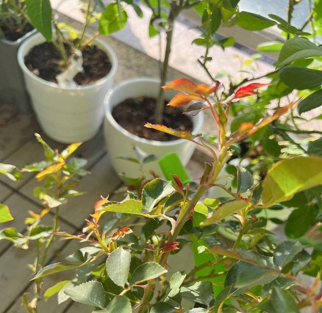 月季花的栽培