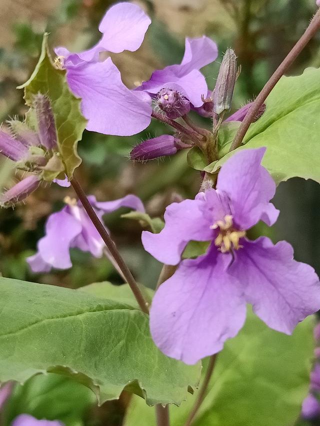 春天里的花