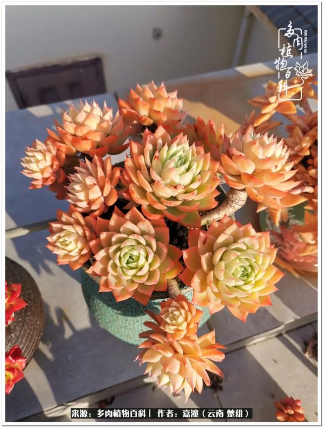 玉蝶铜芯电线价格表4平方,玉蝶铜芯线今日价格