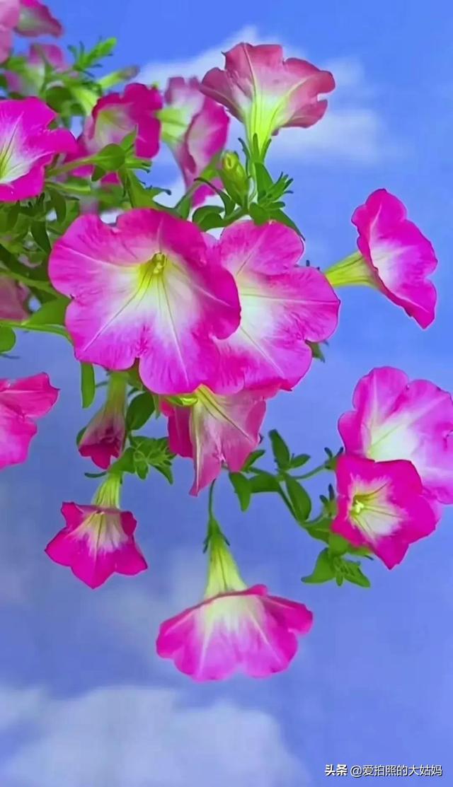 笑看花开，静赏花落