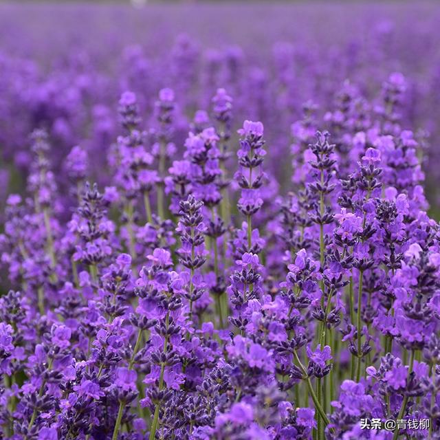 薰衣草图片花海  薰衣草图片