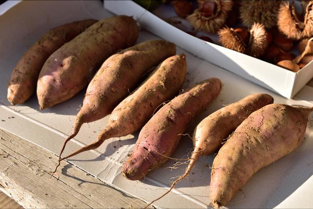 木薯和红薯的区别 木薯和红薯的区别（木薯和红薯的区别是什么） 植物