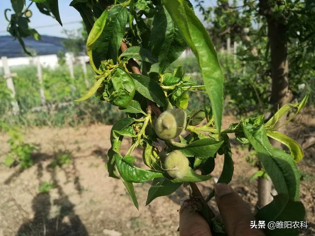 防治桃树上的蚜虫和食心虫，用这一个配方，一次就能杀干净2