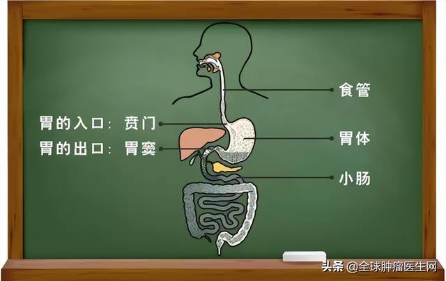 中国胃癌发病率全球第一！“中国式”胃癌究竟该如何治疗