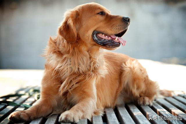 金毛寻回猎犬 金毛寻回猎犬（金毛寻回猎犬） 动物