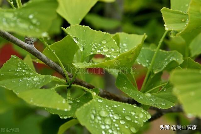 #春日生活打卡季#「原创散文」穿过荼蘼，越过阳光，给心觅处清凉