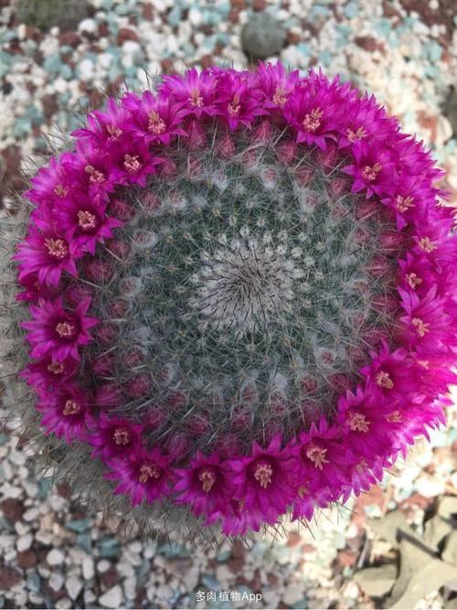 美花欣赏：仙人球开花，美不胜收