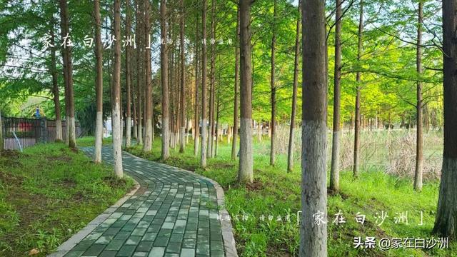 組圖 | 武漢地鐵5號線2期，沿途那些園林，逛一次少一次