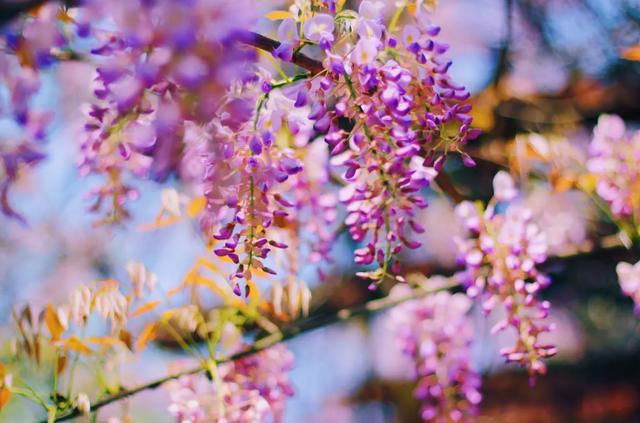 描写花朵的优美句子，描写紫藤花的诗句及意思？