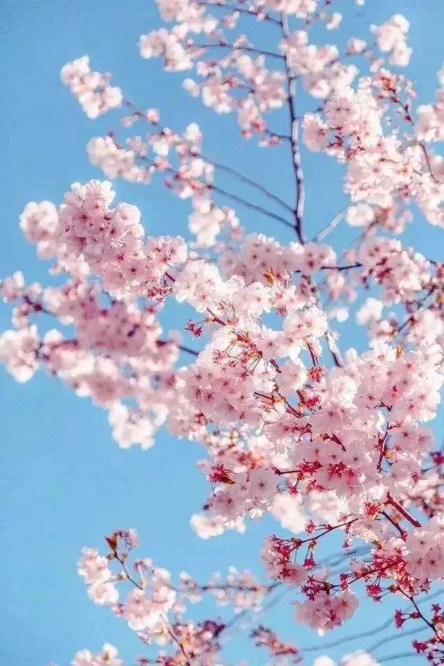 春暖花开，最漂亮一段话