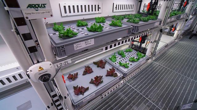 “太空生菜”可以减少宇航员骨质流失