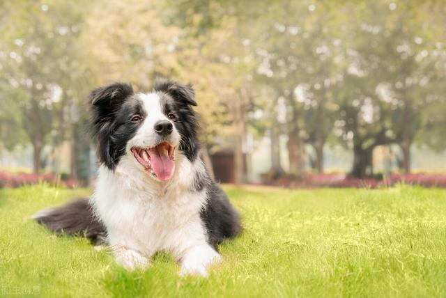 边牧 边牧（边牧是中型犬还是大型犬） 动物