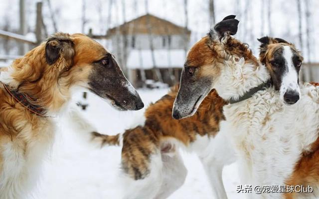 苏俄猎狼犬 苏俄猎狼犬（苏俄猎狼犬猎杀狼视频） 动物