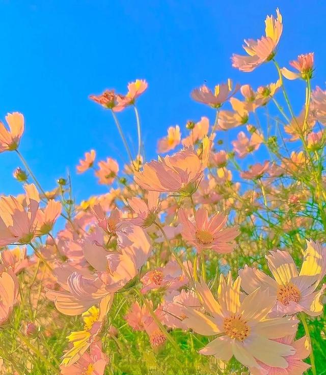 花是蓬勃的期许，是生命的礼遇，是春天的信使