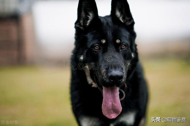 东德牧羊犬 东德牧羊犬（东德牧羊犬吧百度贴吧） 动物