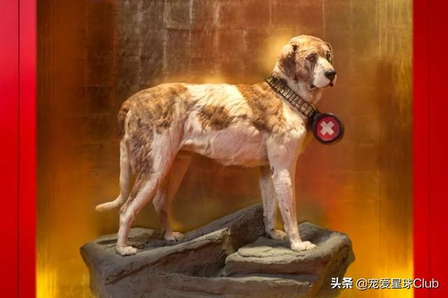 圣伯纳犬 圣伯纳犬（圣伯纳犬为什么禁养） 动物