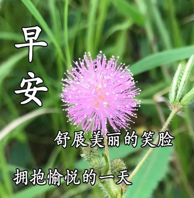 群發週六早上好問候祝福美女圖片配文字溫馨的問候簡單推薦給朋友