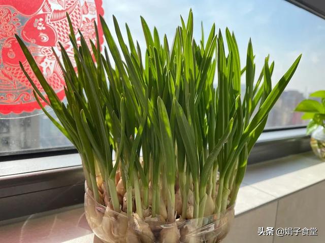 蒜苗的做法 蒜苗的做法（泡蒜苗的做法） 生活