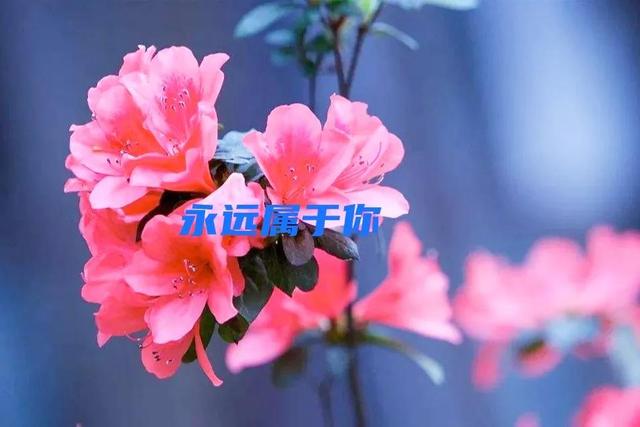 杜鹃花语