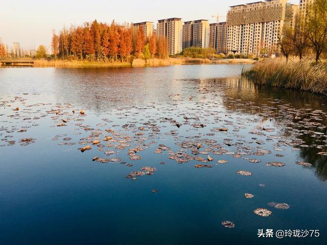 長沙唯一擁有戶外足球場的公園，更有大片水杉美景等你來