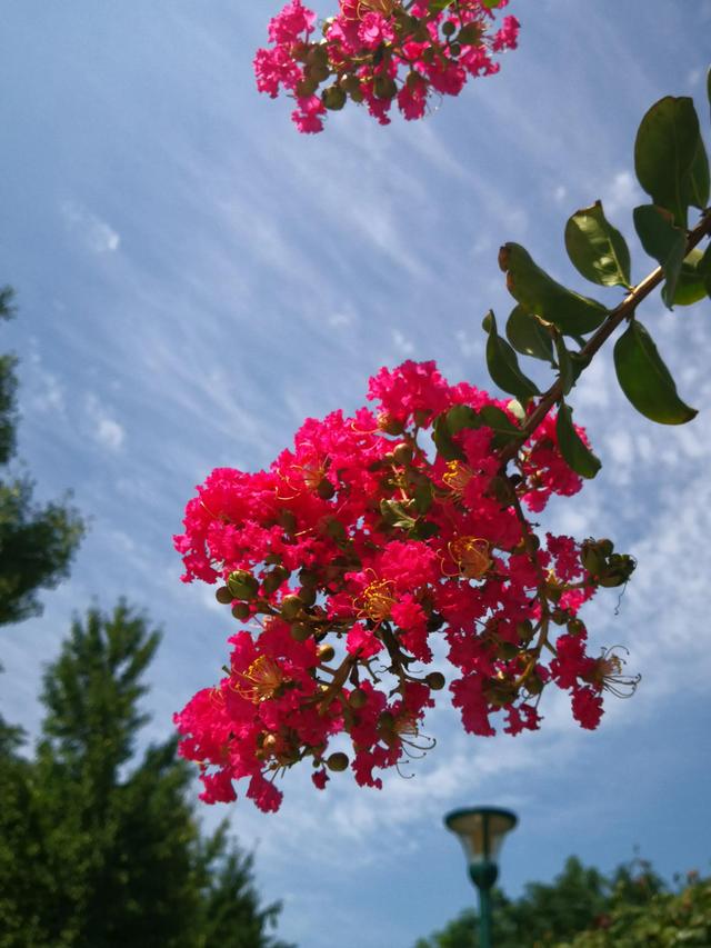 花有百日红