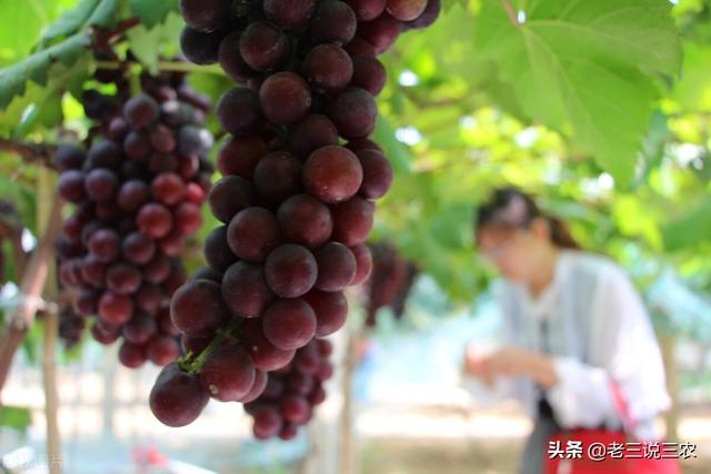 这种肥，蔬菜果树大豆都能用，果多果大，增产又增效4