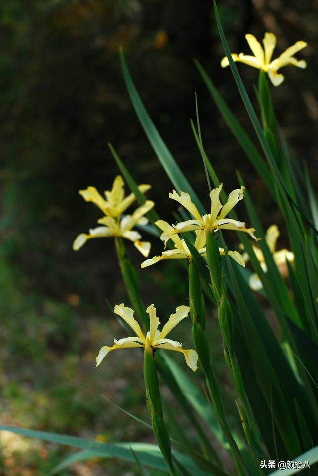 蝴蝶花图片