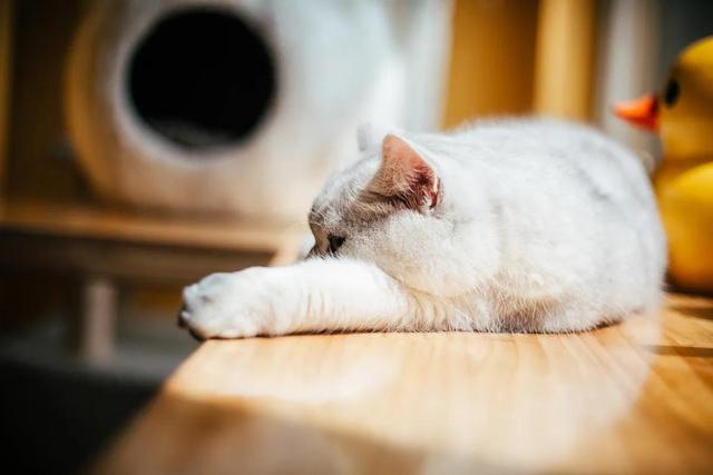 午后的休闲时光唯美句子慵懒午后的唯美句子