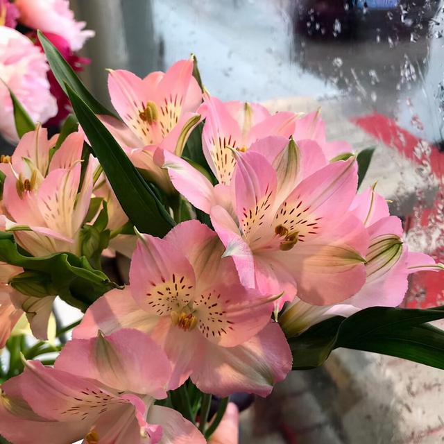 海芋花