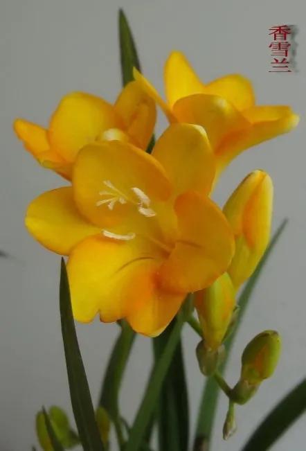 分享图片，芬芳美丽香雪兰