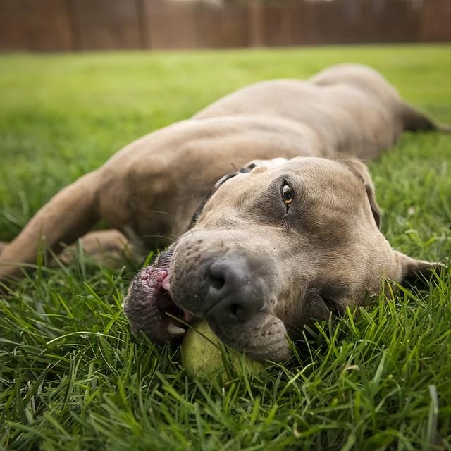 主人要注意:呼吸急促,心跳加快,气喘吁吁,反应迟钝,甚至口吐白沫,休克