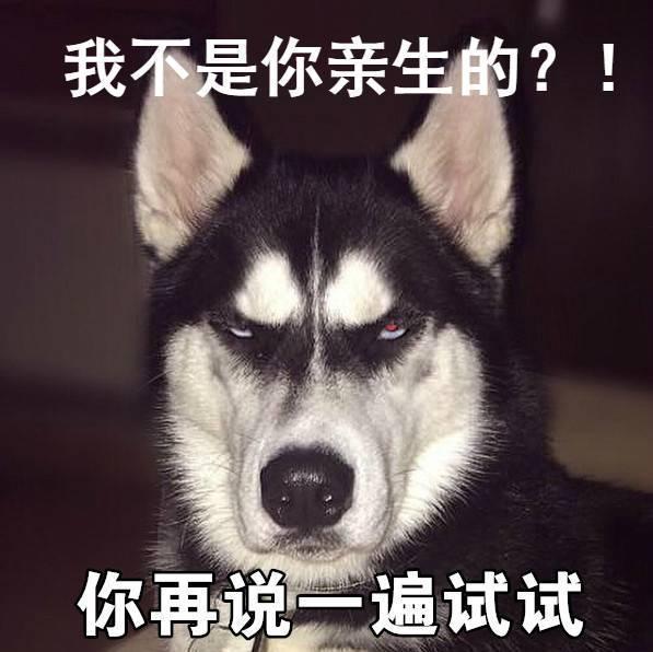 哈多利系博美犬多少钱 哈多利系博美犬多少钱（哈多利系博美犬） 动物