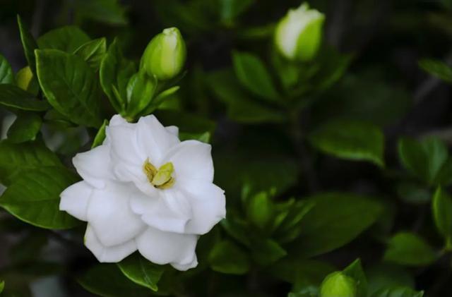 栀子花开代表什么意思