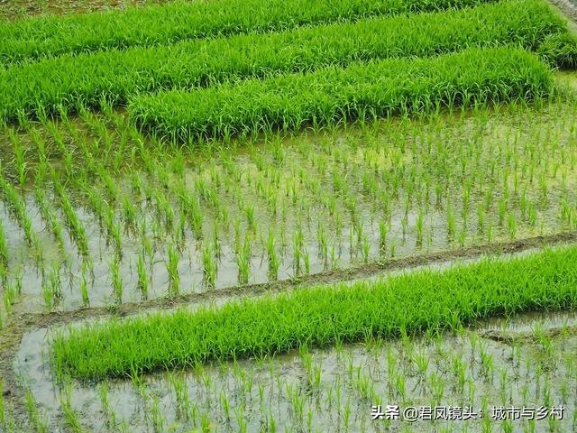 湖北宜昌：农民种植培育的水稻秧苗长势旺盛，绿色养眼