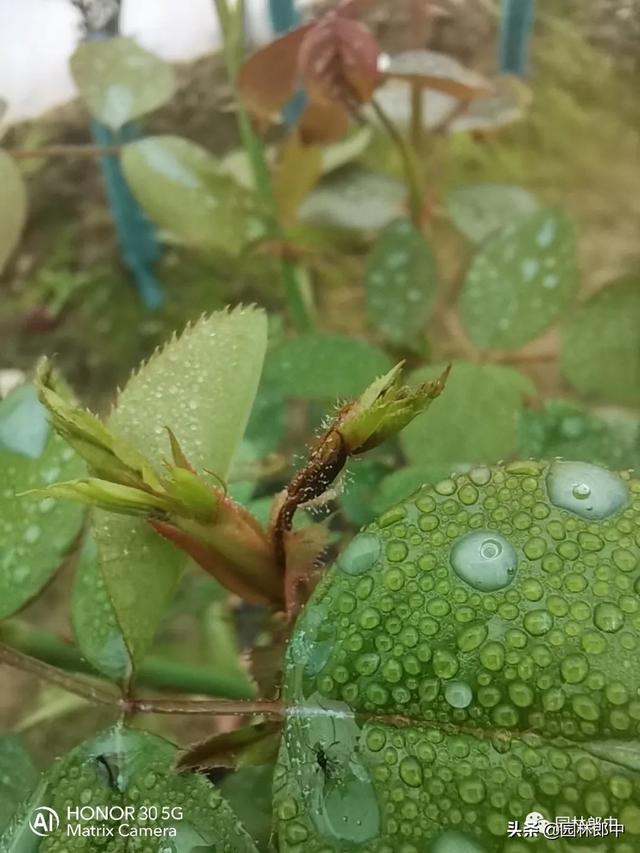 如何高效预防高杆月季灰霉病