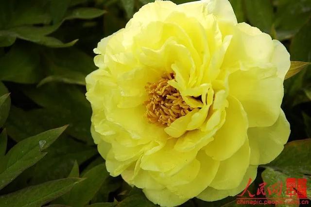 美丽的鲜花，姹紫嫣红，令人心情大好