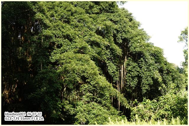 生活雜記：坡島散記08——流連忘返植物園
