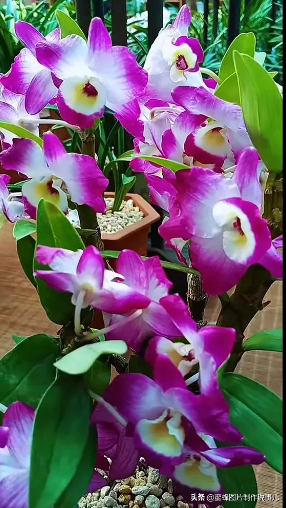 阳春三月，万花丛中娇美溢，千朵万朵压枝低