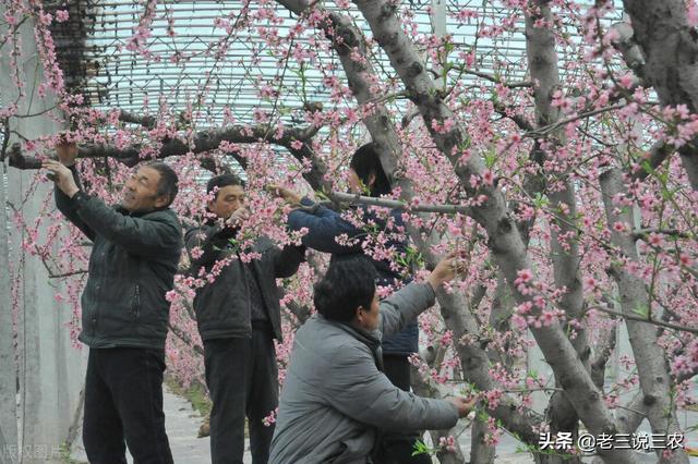 只要一片甲硝唑，桃树长得快，结果多，香甜色泽好，增产又增收12