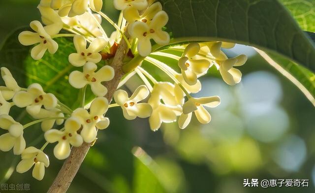 石榴花语