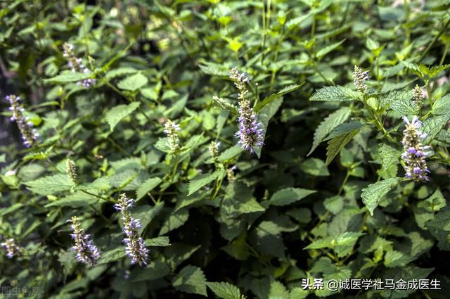 湿热、痰湿、寒湿如何区分？常见的表现是什么？哪些中药可以参考