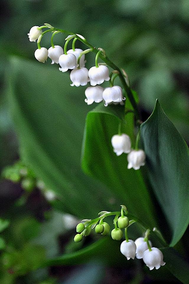 铃铛花