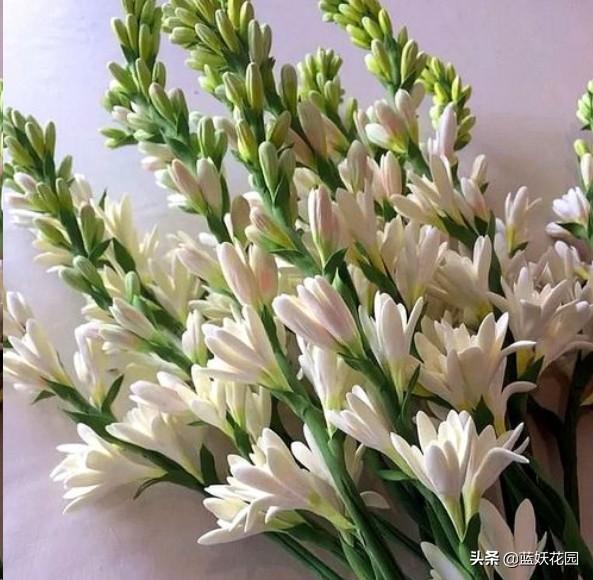 晚香玉 晚香玉（晚香玉花语） 生活