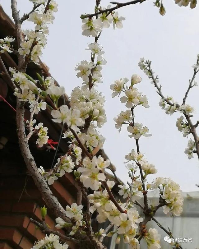 风催尘香花又开
